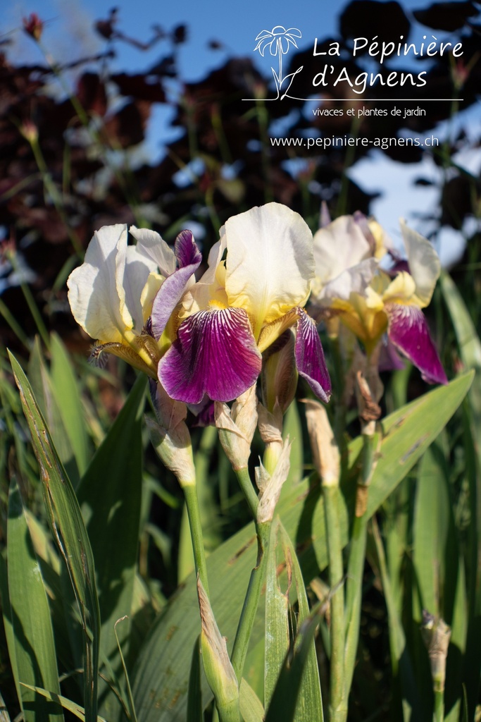 Iris germanica 'Salonique' - La pépinière d'Agnens