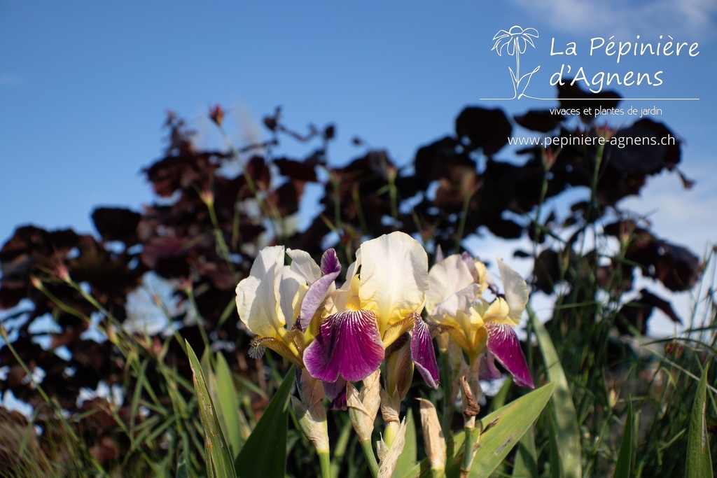 Iris germanica 'Salonique' - La pépinière d'Agnens