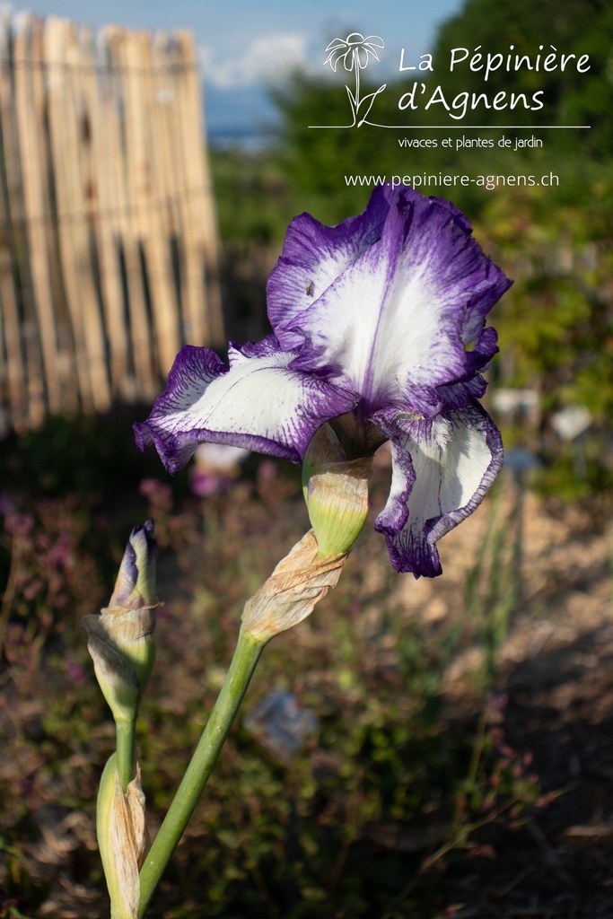 Iris germanica 'Violet-blanc' - La pépinière d'Agnens