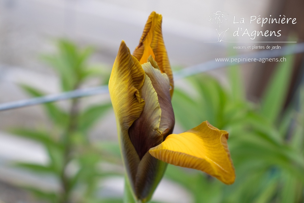 Iris hollandica 'Autumn Princess' - La pépinière d'Agnens
