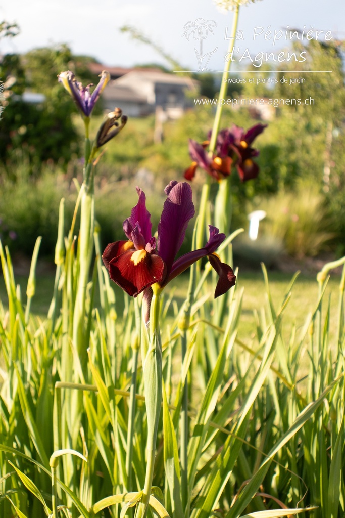 Iris hollandica 'Red Ember' - La pépinière d'Agnens