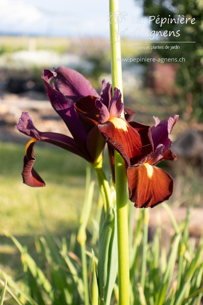 Iris hollandica 'Red Ember' - La pépinière d'Agnens