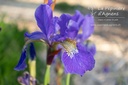 Iris sibirica 'Caesar's Brother' - La pépinière d'Agnens