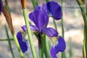 Iris sibirica 'Caesar's Brother' - La pépinière d'Agnens