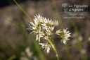 Luzula nivea - La pépinière d'Agnens