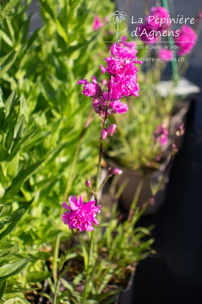 Lychnis viscaria 'Plena' - La pépinière d'Agnens