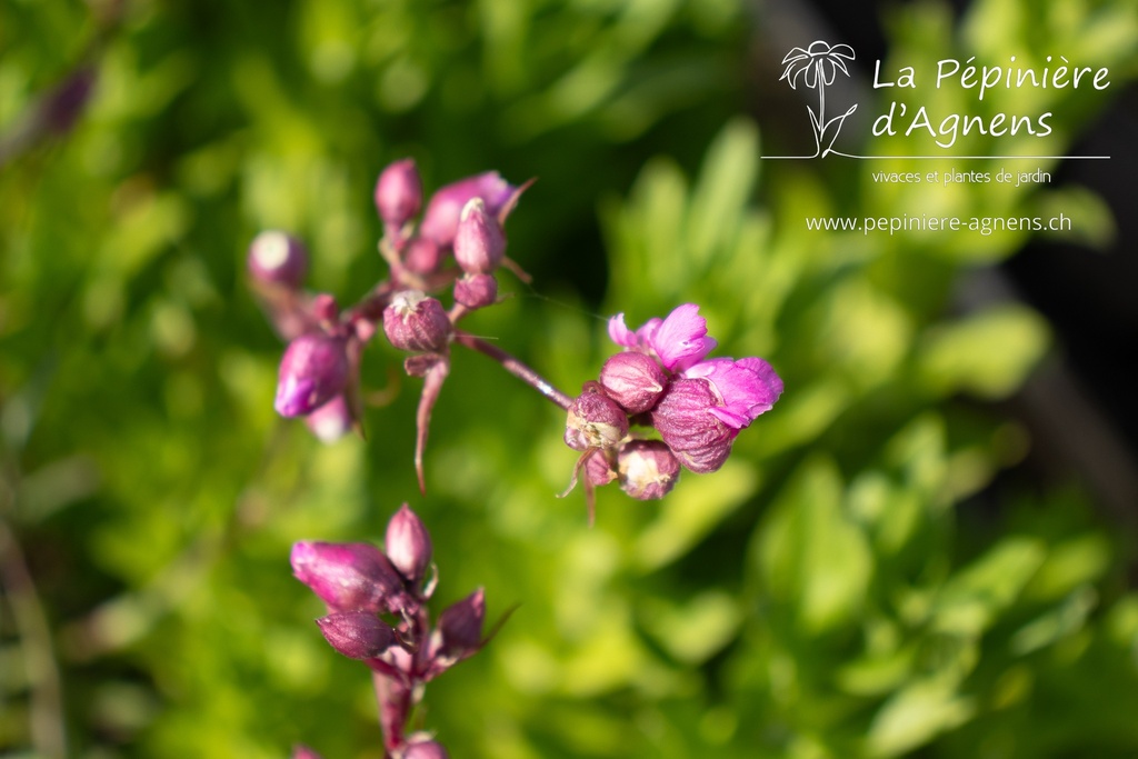 Lychnis viscaria 'Plena' - La pépinière d'Agnens