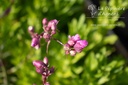 Lychnis viscaria 'Plena' - La pépinière d'Agnens