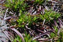 Lychnis viscaria 'Plena' - La pépinière d'Agnens