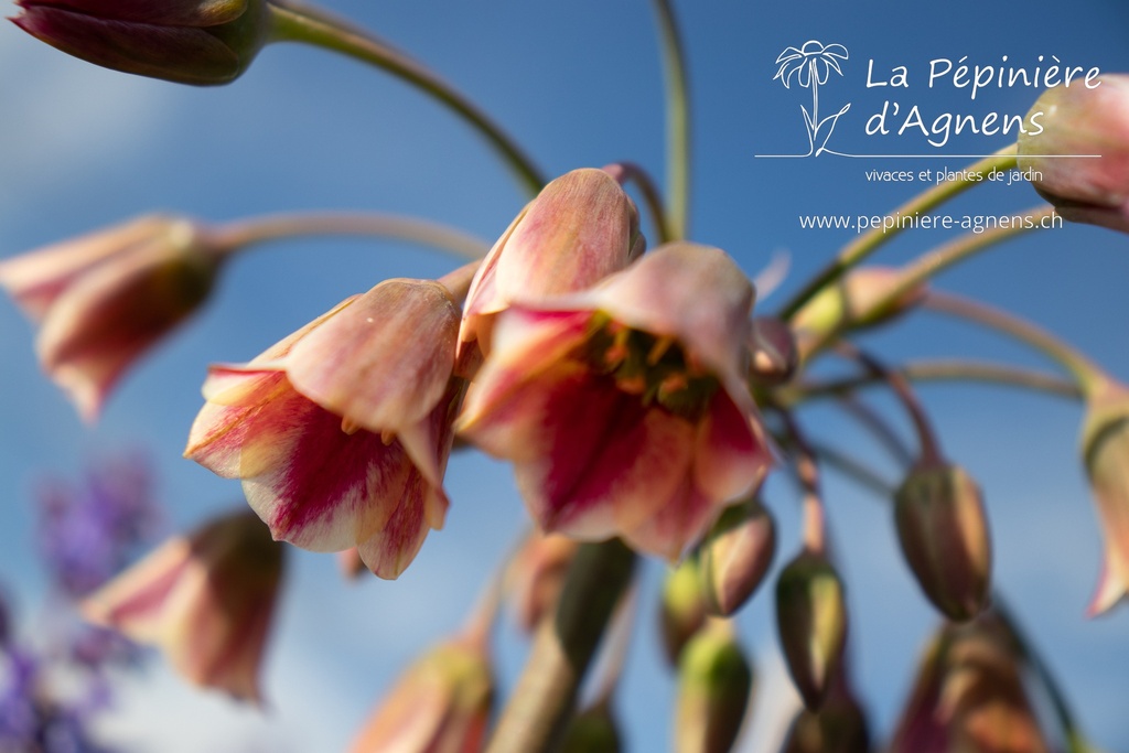 Nectaroscordum siculum ssp. bulgaricum - La pépinière d'Agnens