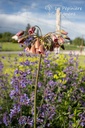 Nectaroscordum siculum ssp. bulgaricum - La pépinière d'Agnens