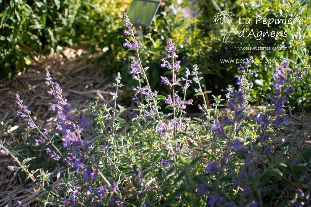 Nepeta faassenii (x) - La pépinière d'Agnens