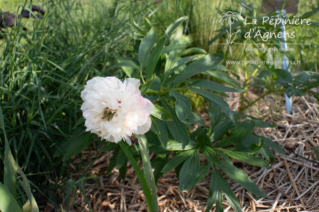 Paeonia officinalis 'Alba Plena' - La pépinière d'Agnens