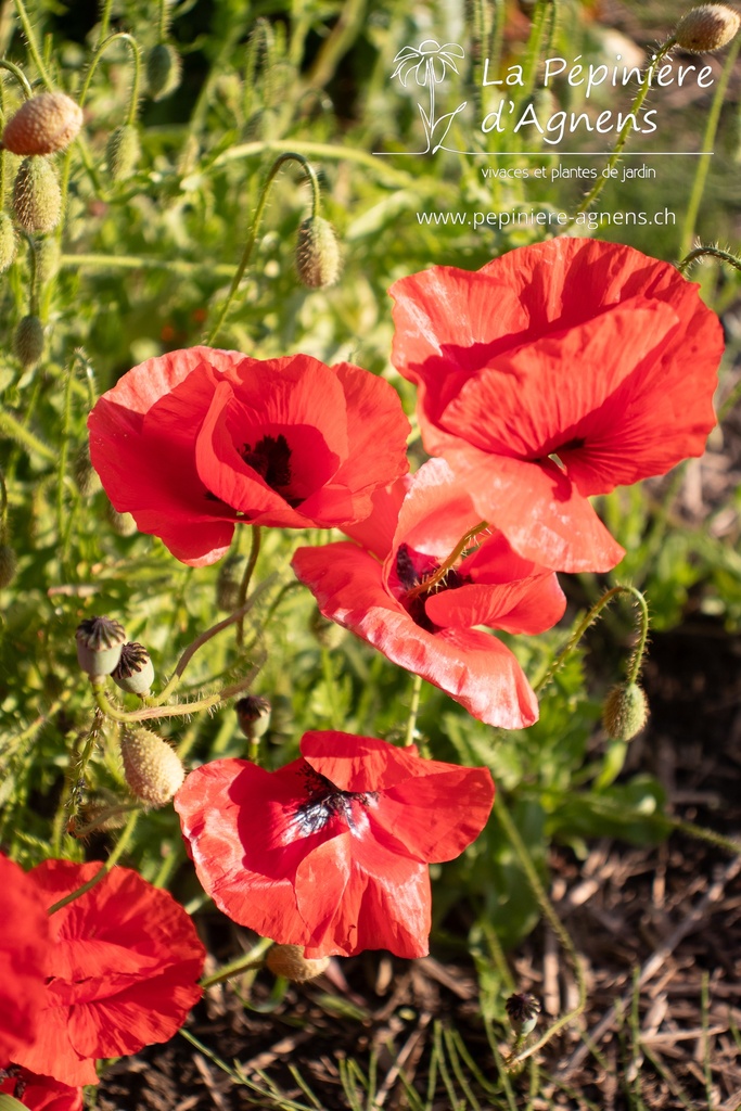 Papaver rhoeas - La pépinière d'Agnens