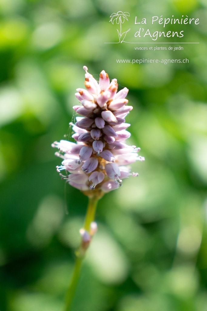 Persicaria bistorta 'Superba' - La pépinière d'Agnens