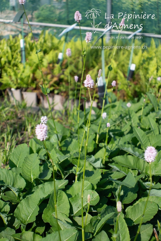 Persicaria bistorta 'Superba' - La pépinière d'Agnens