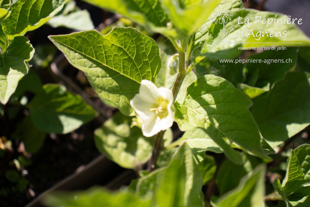 Physalis alkekengi var. franchetii - La pépinière d'Agnens