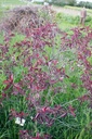 Prunus x cistena - La pépinière d'Agnens