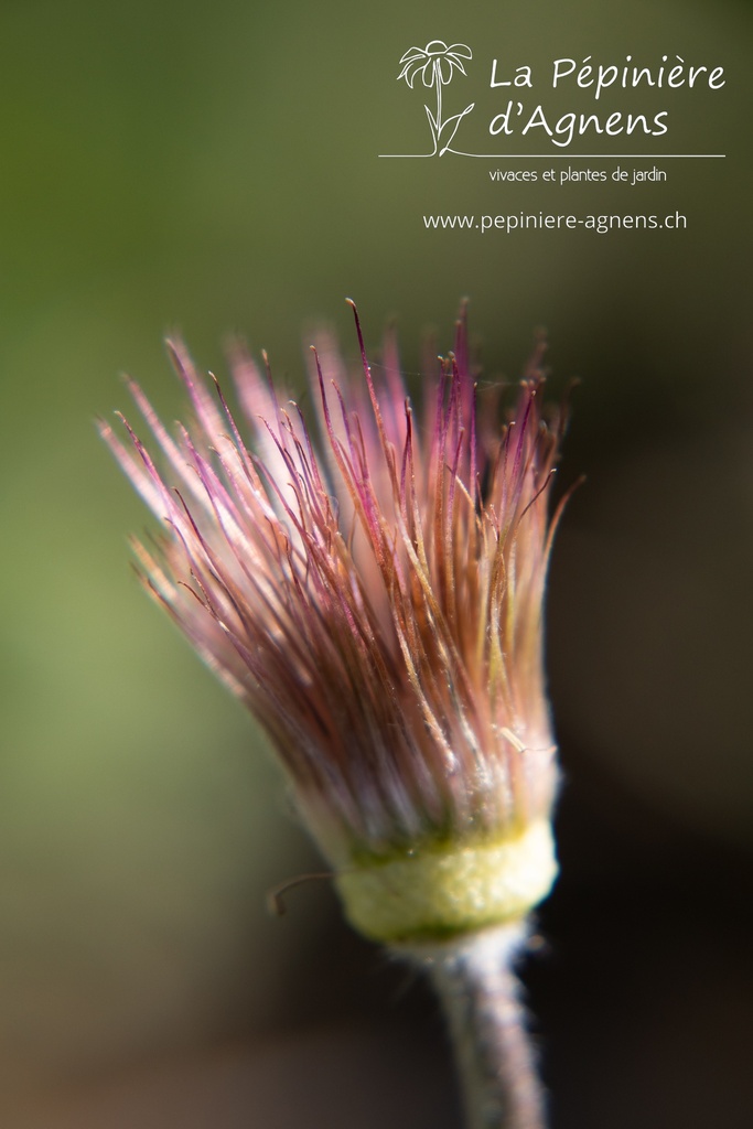 Pulsatilla vulgaris - La pépinière d'Agnens