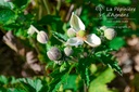 Anemone hybrida 'Honorine Jobert' - La pépinière d'Agnens