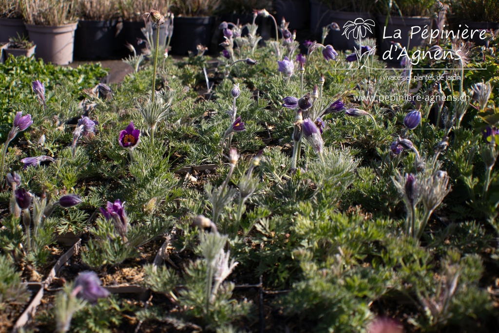 Pulsatilla vulgaris - La pépinière d'Agnens