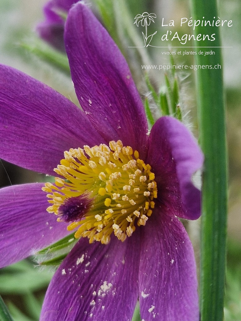 Pulsatilla vulgaris - La pépinière d'Agnens