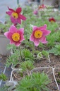 Pulsatilla vulgaris 'Rote Glocke' - La pépinière d'Agnens