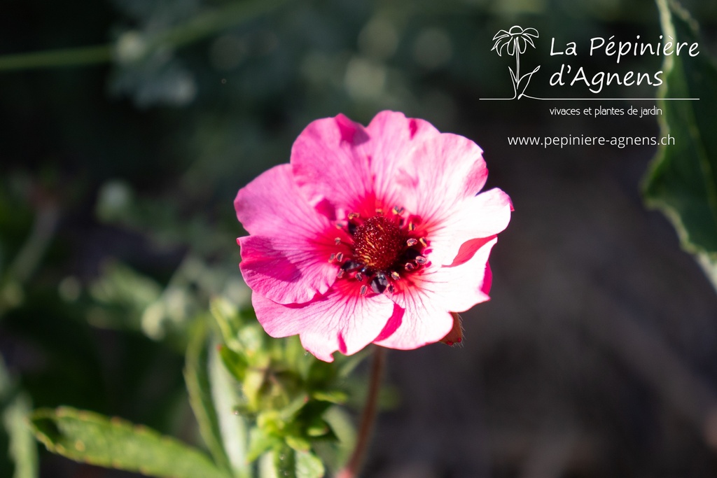 Potentilla nepalensis 'Miss Willmott' - La pépinière d'Agnens