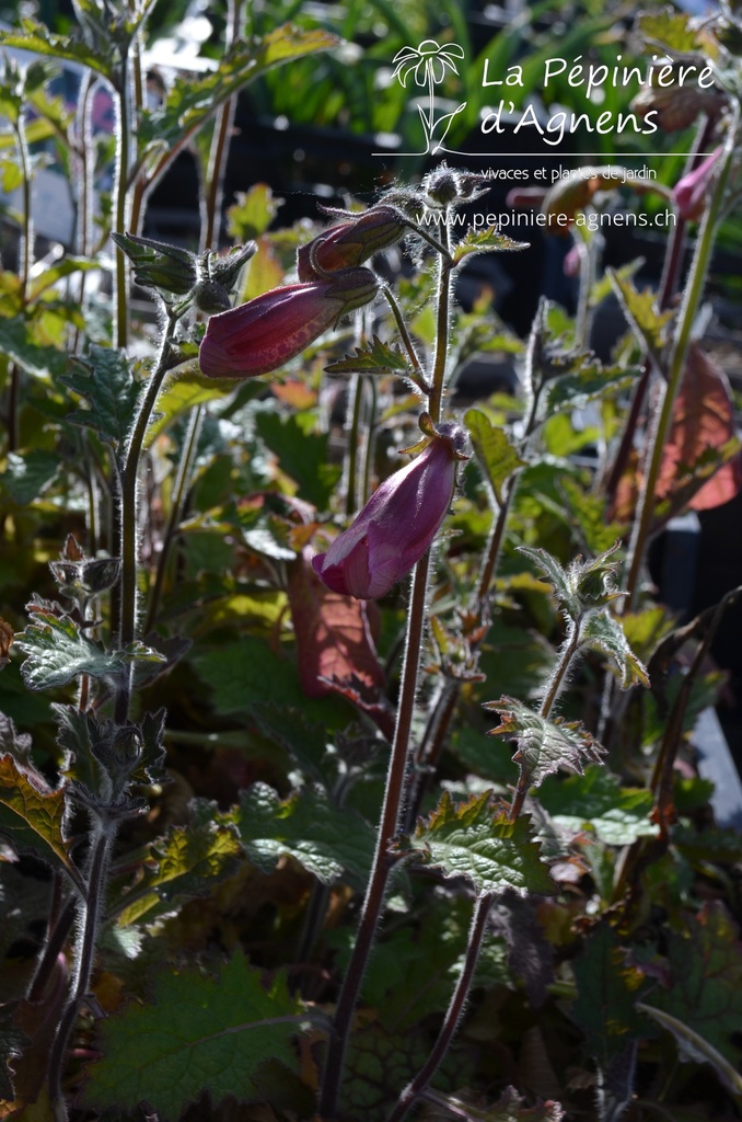 Rehmannia elata - La pépinière d'Agnens