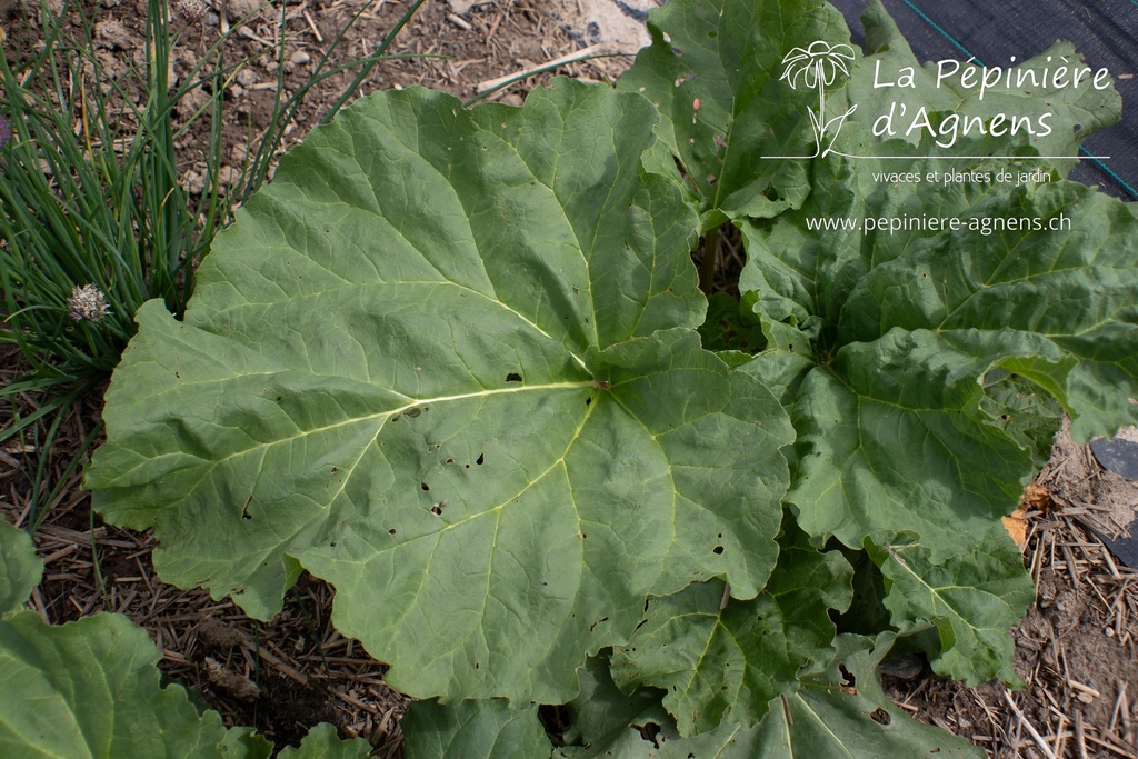 Rheum rhabarbarum 'Victoria' - La pépinière d'Agnens