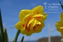 Narcissus Grp. doubles 'Tahiti' - La pépinière d'Agnens