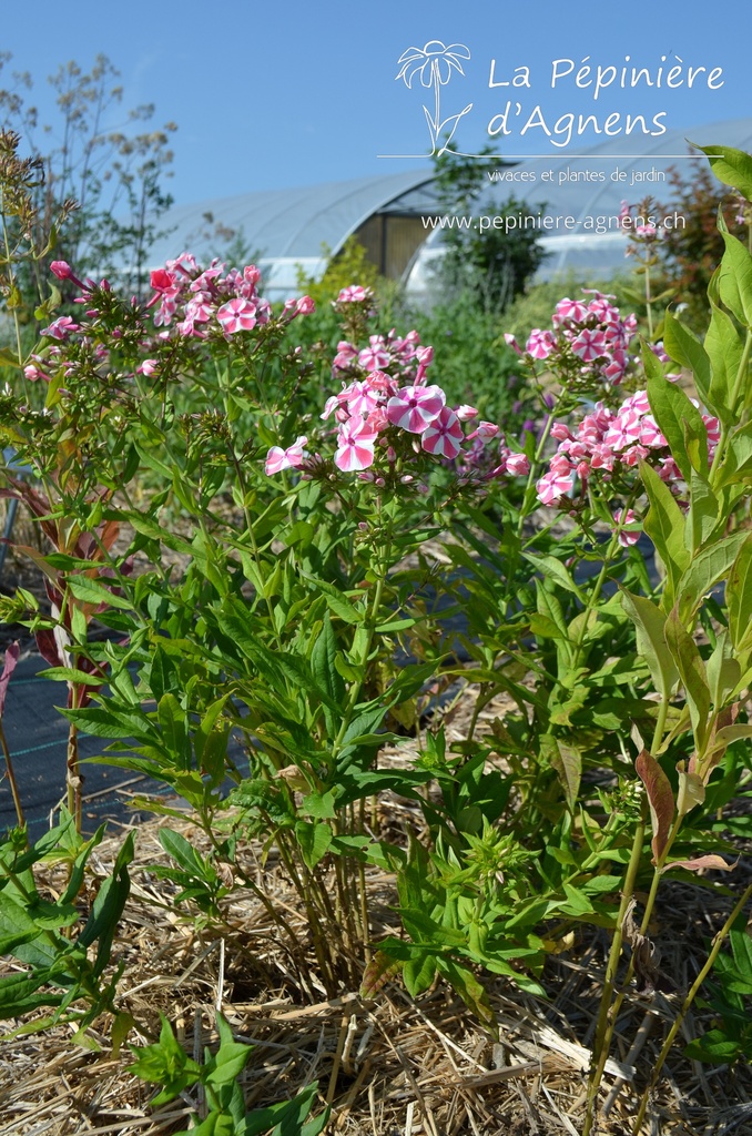 Phlox paniculata 'Peppermint Twist' - La Pépinière d'Anens