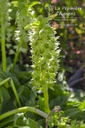 Eucomis autumnalis - La pépinière d'Agnens