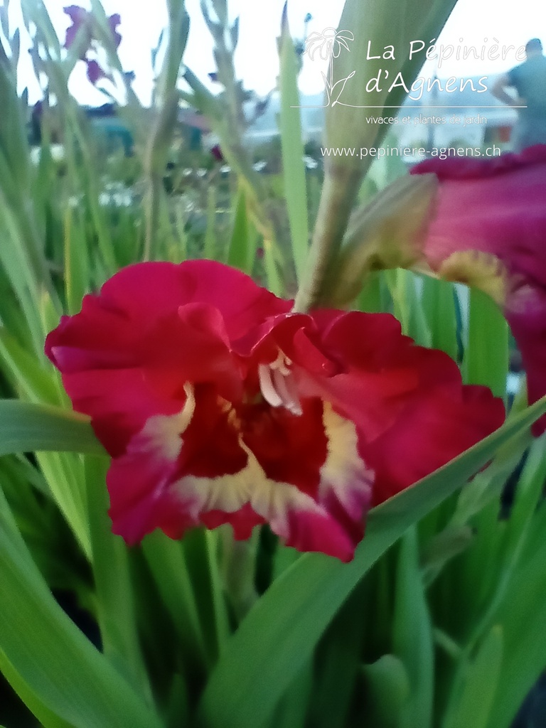 Gladiolus grandes fleurs 'Far West' - la pépinière d'Agnens