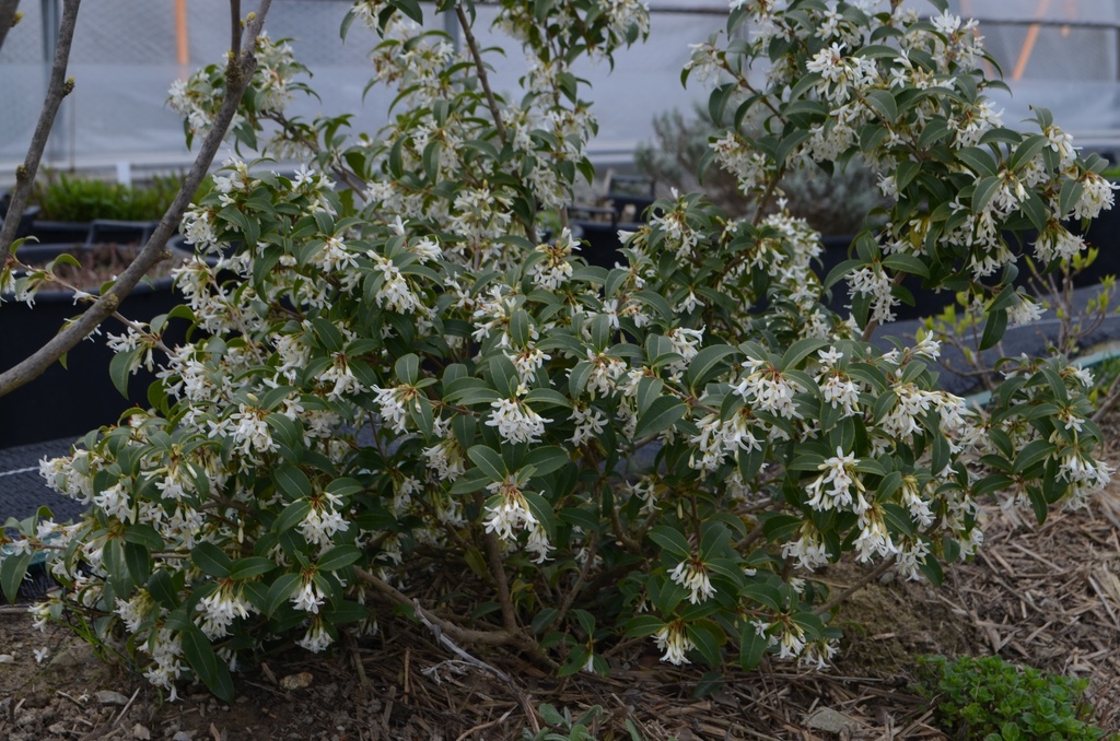 Osmanthus x burkwoodii - la Pépinière d'Agnens