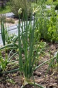Allium cepa proliferum Oignon Rocambole- La Pépinière d'Agnens