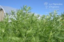 Artemisia abrotanum 'Citrina'- La Pépinière d'Agnens