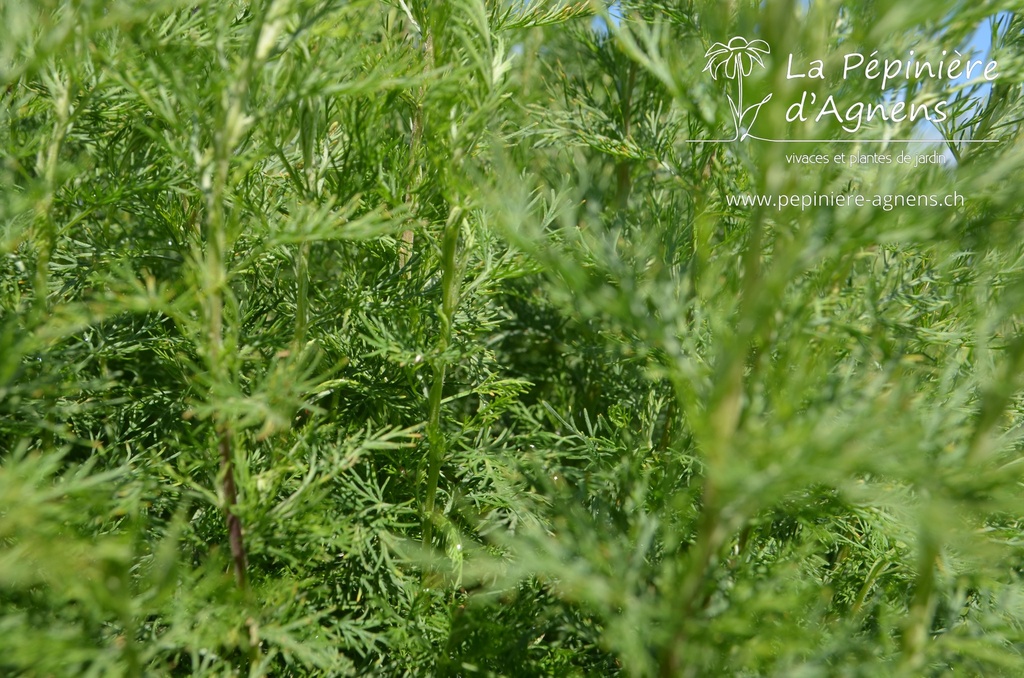 Artemisia abrotanum 'Citrina'- La Pépinière d'Agnens