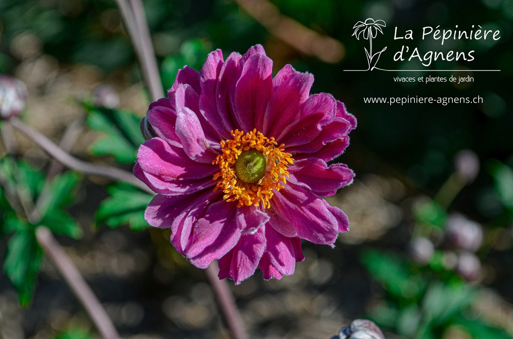 Anemone hybrida (x) 'Pamina' - La pépinière d'Agnens