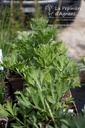 Artemisia absinthium- La Pépinière d'Agnens