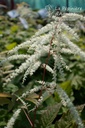 Aruncus dioicus - La Pépinière d'Agnens