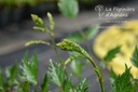 Astilbe simplicifolia 'Sprite'- La Pépinière d'Agnens