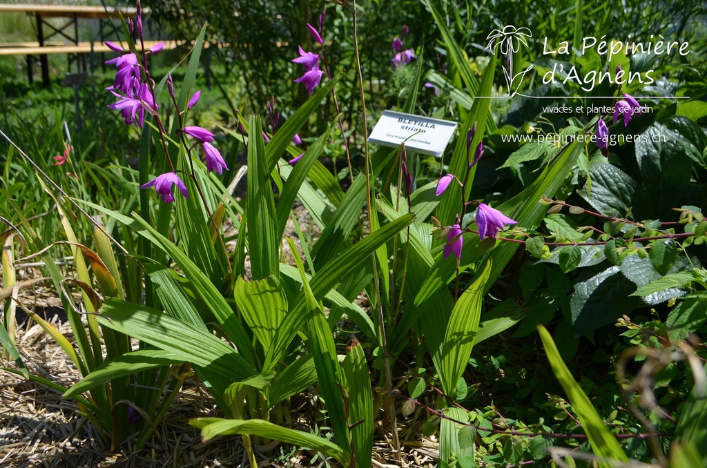 Bletilla striata- La Pépinière d'Agnens