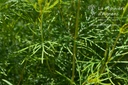 Coreopsis verticillata 'Zagreb'- La Pépinière d'Agnens