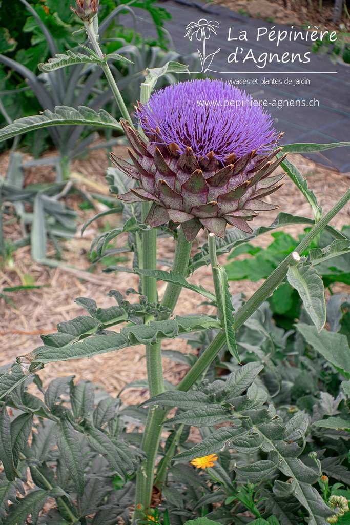 Cynara scolymus- La Pépinière d'Agnens