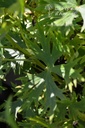 Delphinium belladonna 'Snow White'- La Pépinière d'Agnens