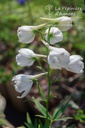 Delphinium belladonna 'Snow White'- La Pépinière d'Agnens