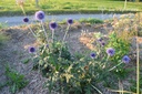 Echinops ritro 'Veitch's Blue'- La Pépinière d'Agnens