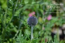 Echinops ritro 'Veitch's Blue'- La Pépinière d'Agnens