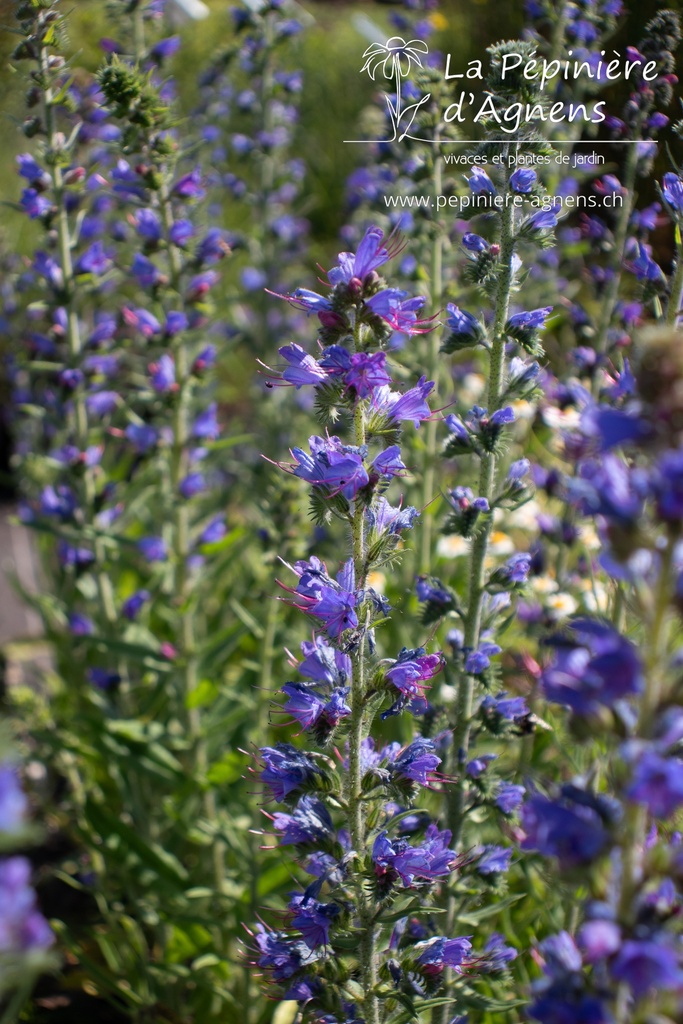 Echium vulgare- La Pépinière d'Agnens